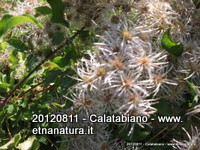 San_Nicola_Castiglione - 12-08-2012 07-56-41.JPG